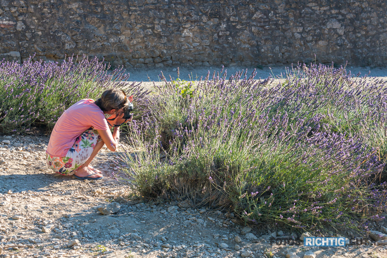 Frau in Hocke fotografiert Lavendelfeld in der Provence von unten