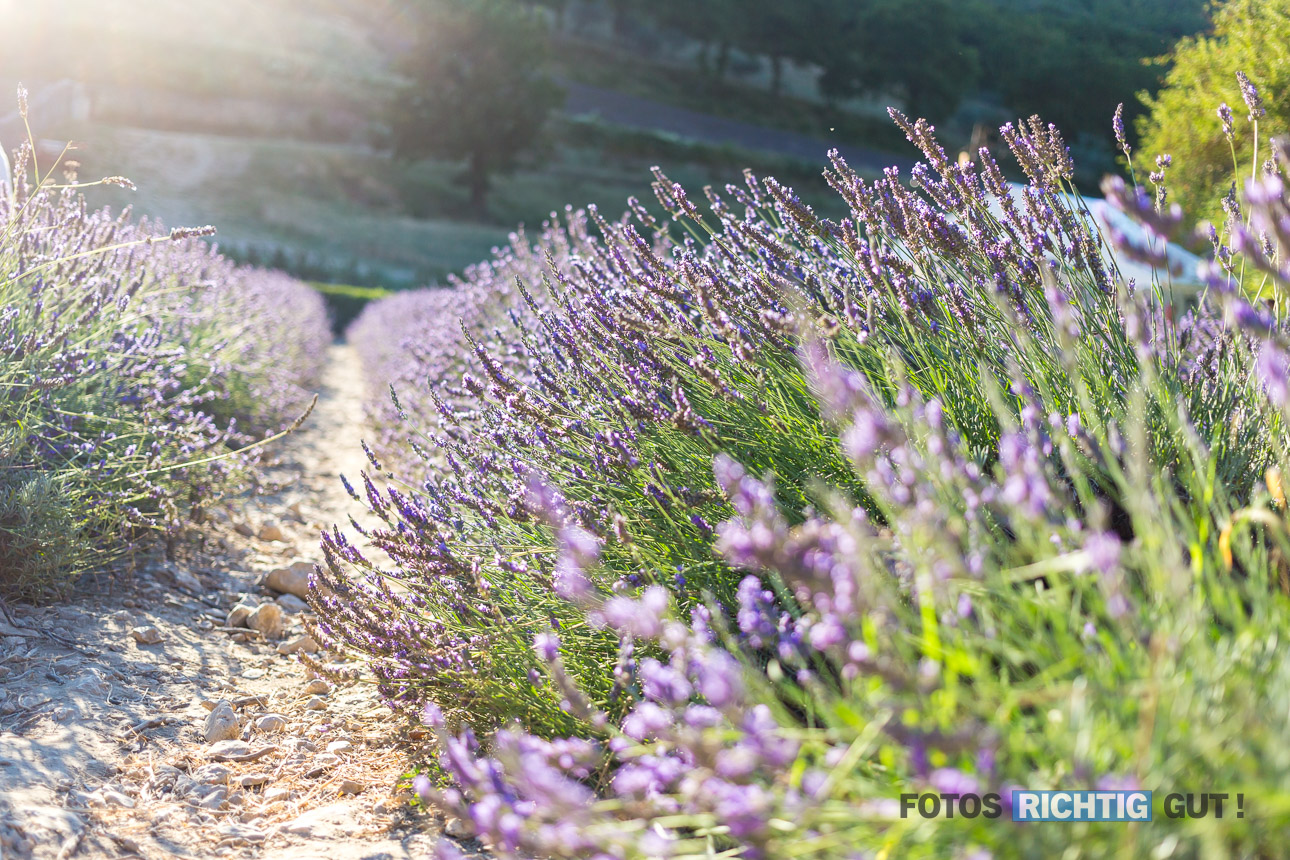 Lavendelfeld in der Provence von unten fotografiert