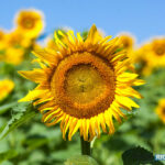 Sonnenblume bei offener Blende