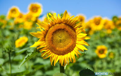 Sonnenblume bei offener Blende