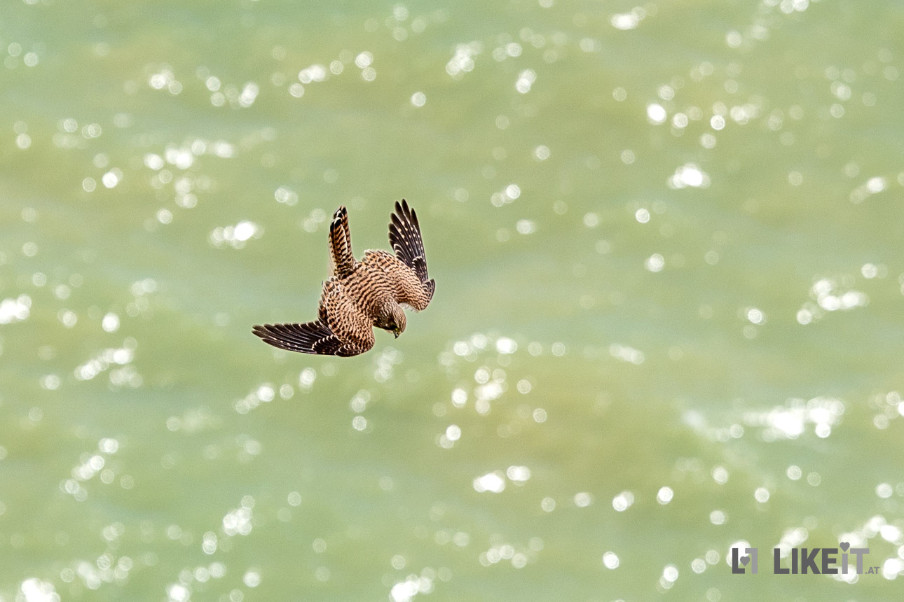 Falke im Flug über das Meer von den Klippen bei Beachy Head aus